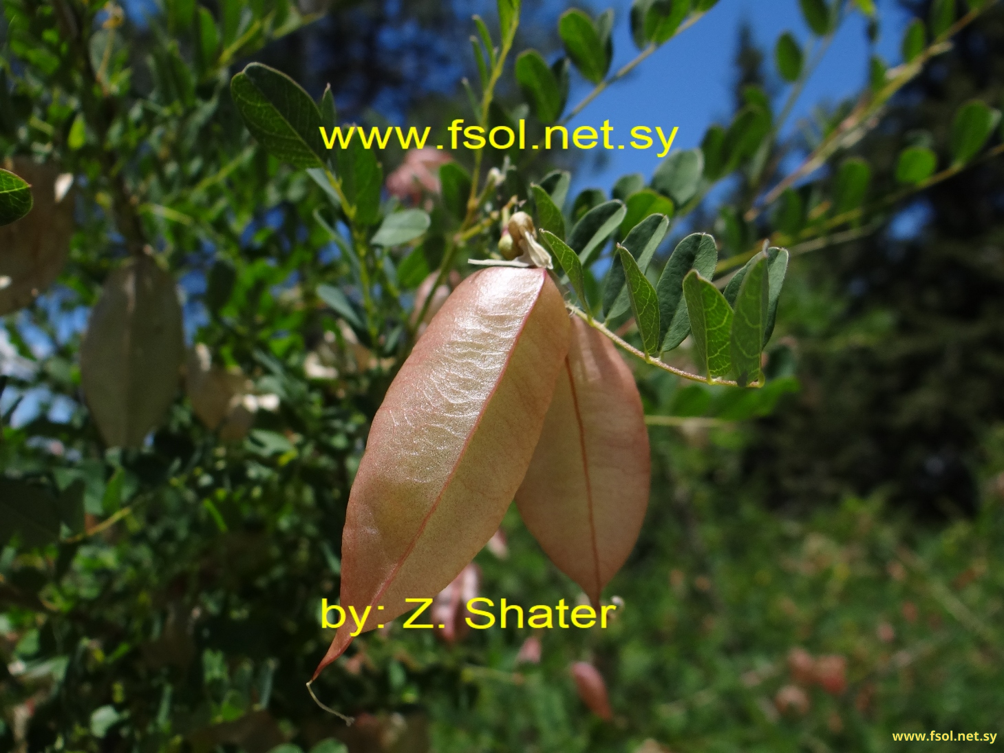 Colutea cilicica Boiss. et Bal. Diagn.